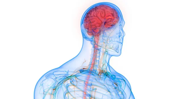 Órgano Central Del Sistema Nervioso Humano Anatomía Cerebral —  Fotos de Stock