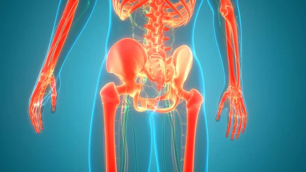 Menschliches Skelettsystem Beckenknochengelenke Anatomie — Stockfoto