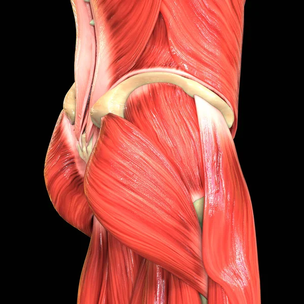 Anatomie Svalů Lidského Těla — Stock fotografie