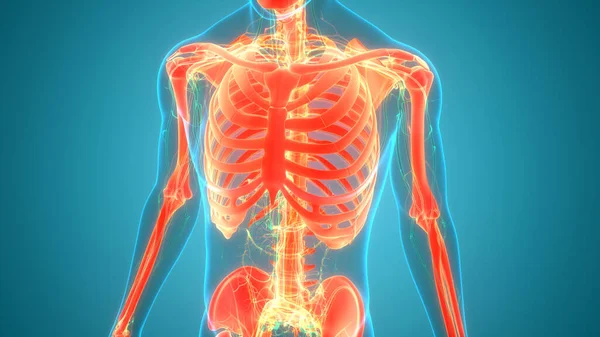 Ilustración Del Sistema Esquelético Humano Anatomía Caja Torácica —  Fotos de Stock