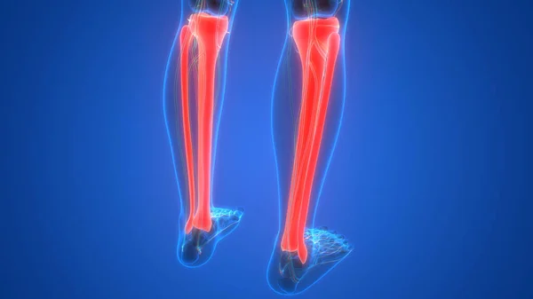 Lidský Kosterní Systém Nohy Kosti Klouby Anatomie Ilustrace — Stock fotografie