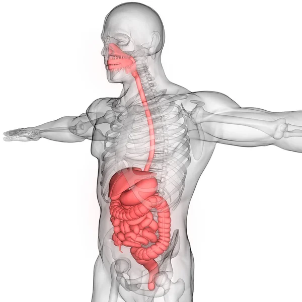 Apparato Digerente Umano Stomaco Con Piccolo Intestino Anatomia — Foto Stock