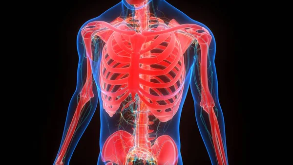 İnsan iskeletinin 3 boyutlu tasviri Kaburga Kafesi Anatomisi