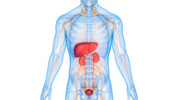 人体内器官泌尿系统与肝脏解剖 — 图库照片