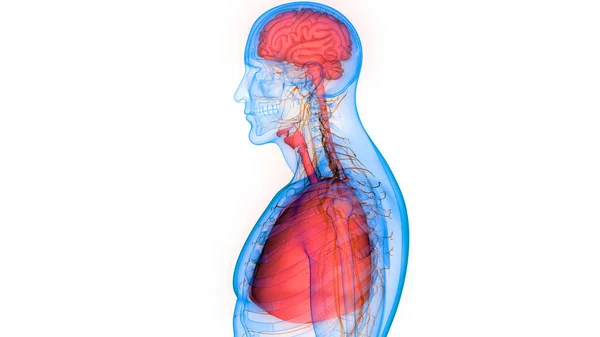 Nsan Sinir Sistemi Beyin Anatomisi Merkezi Organı Boyut — Stok fotoğraf