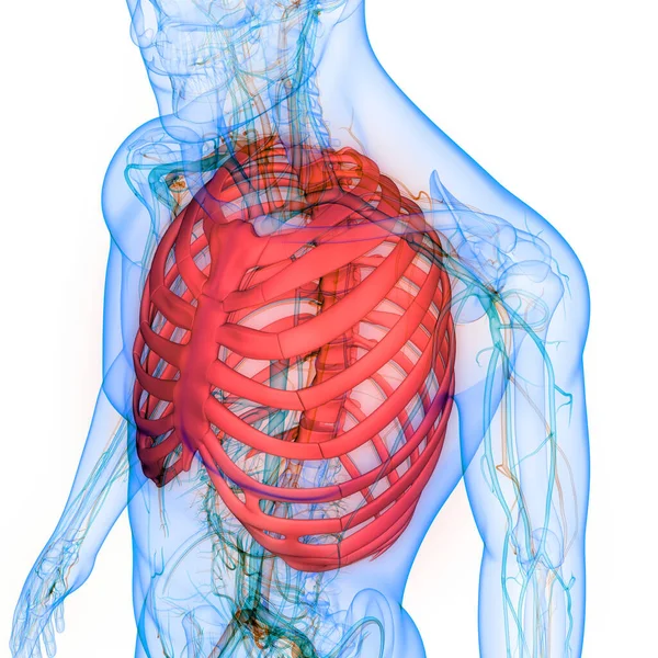 Ilustrace Lidské Kostry Anatomie Hrudního Koše — Stock fotografie