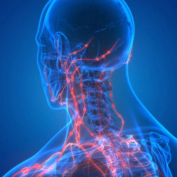 Das Menschliche Innere System Lymphknoten Anatomie — Stockfoto