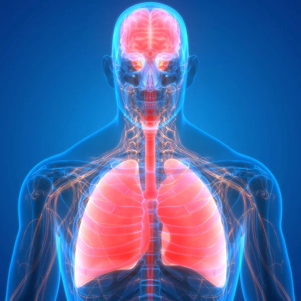 Human Body Organs (Lungs) 3D
