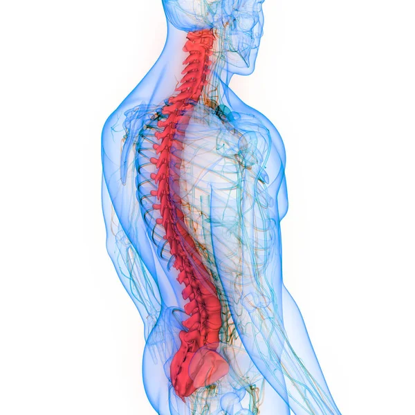 Colonna Vertebrale Dell Anatomia Del Sistema Scheletrico Umano — Foto Stock