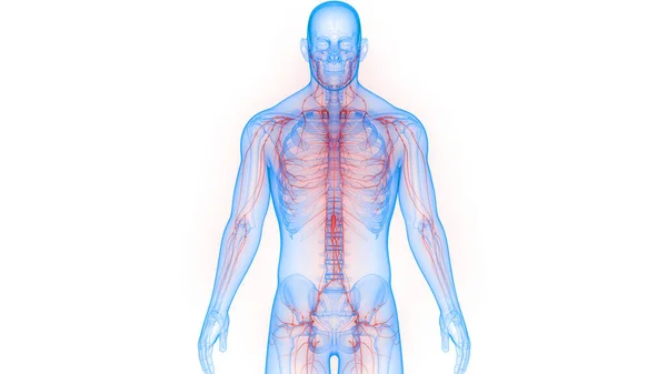 Lmph Nodes Anatomy — 스톡 사진