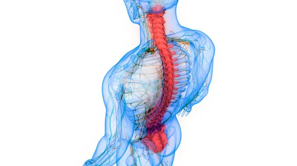 Vertebral Kolonn Mänsklig Skelett System Anatomi — Stockfoto