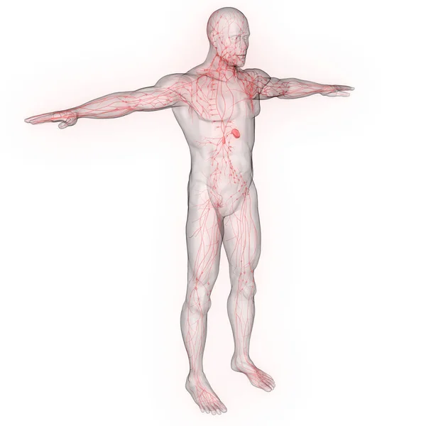 Human Internal system Lymph Nodes Anatomy. 3D