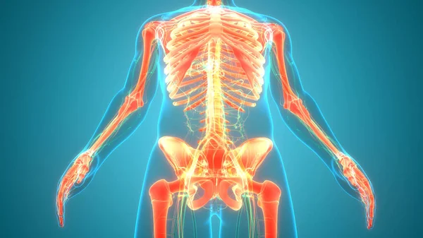 스켈턴 시스템 Pelvis Bone Joints Anatomy — 스톡 사진