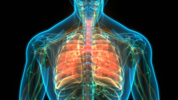 Órganos Del Cuerpo Humano Pulmones —  Fotos de Stock