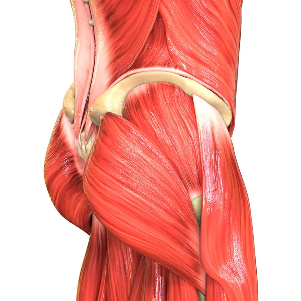 Anatomia Dos Músculos Sistema Muscular Corpo Humano — Fotografia de Stock