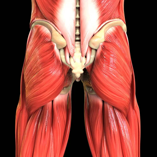 Anatomie Svalů Lidského Těla — Stock fotografie