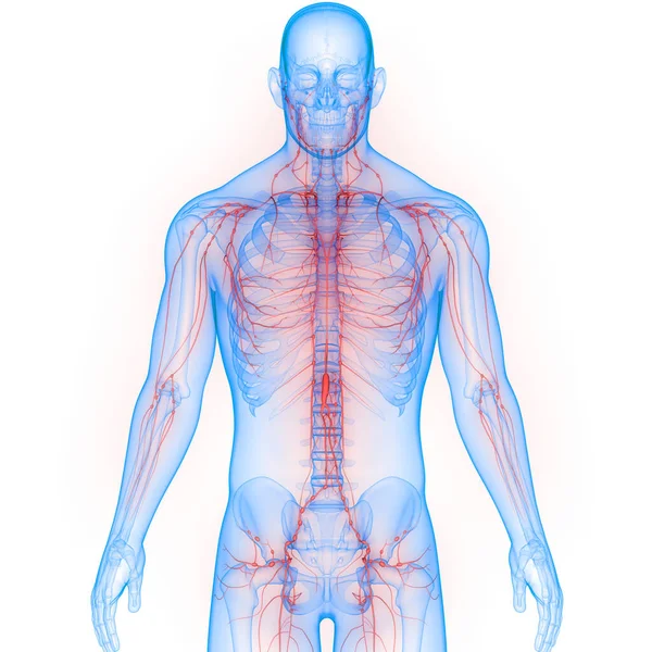 Sistema Interno Umano Anatomia Linfonodale — Foto Stock