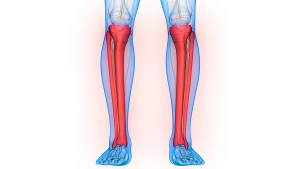 Emberi Csontváz Rendszer Lábak Csontok Ízületek Anatómia Illusztráció — Stock Fotó