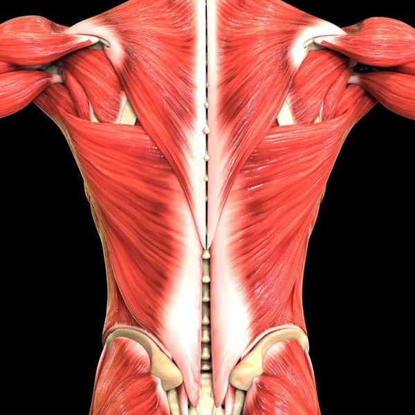 Human Body Muscular System Muscles Anatomy — Stock Photo, Image
