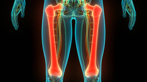 Ilustración Del Esqueleto Humano Huesos Articulaciones Anatomía —  Fotos de Stock