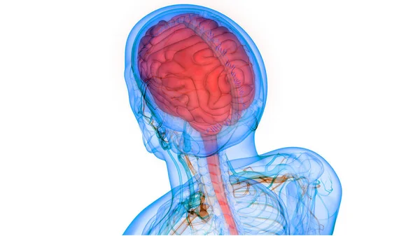 Órgano Central Del Sistema Nervioso Humano Anatomía Cerebral — Foto de Stock