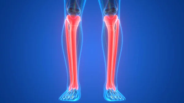 人間の骨格系脚骨関節解剖学 イラスト — ストック写真