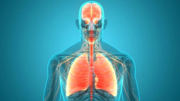 Όργανα Ανθρώπινου Σώματος Πνεύμονες — Φωτογραφία Αρχείου