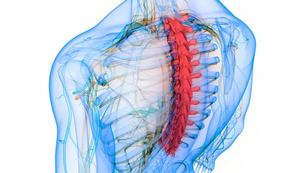 Nsan Skelet Sistemi Anatomisi Nin Omurga Omurgası Boyut — Stok fotoğraf