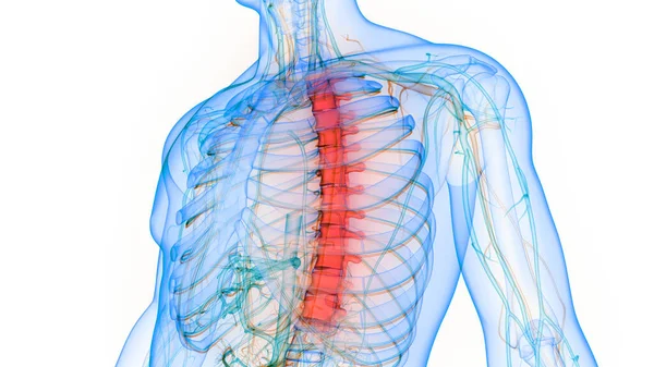 Vertebral Column Thoracic Vertebrae of Human Skeleton System Anatomy. 3D