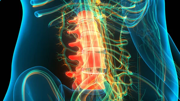 Spinal cord Anatomy (Cervical vertebrae). 3D - Illustration