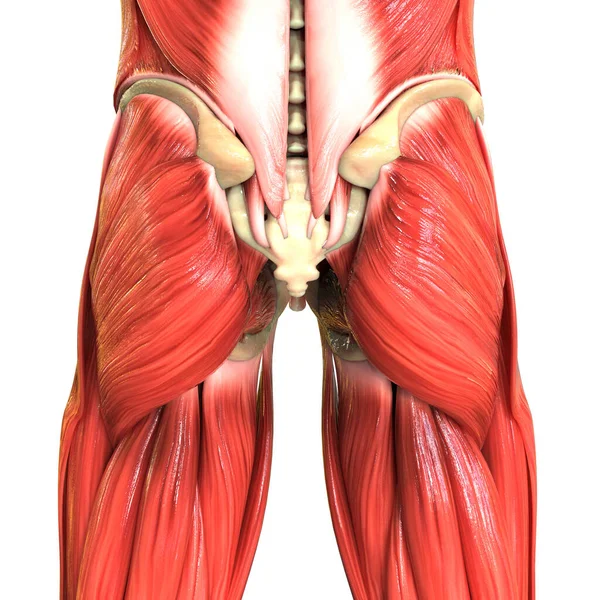 Anatomie Svalů Lidského Těla — Stock fotografie