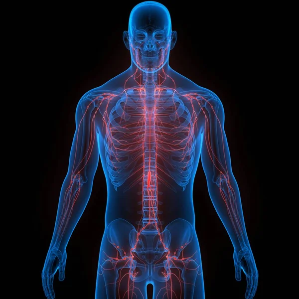 Ανθρώπινο Εσωτερικό Σύστημα Lymph Κόμβοι Ανατομία — Φωτογραφία Αρχείου