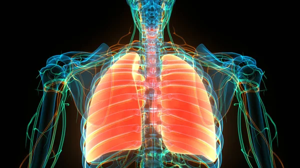 Human Body Organs (Lungs) 3D