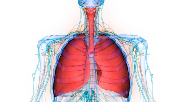 人間の骨格系の3Dイラスト リブケージ解剖学 — ストック写真