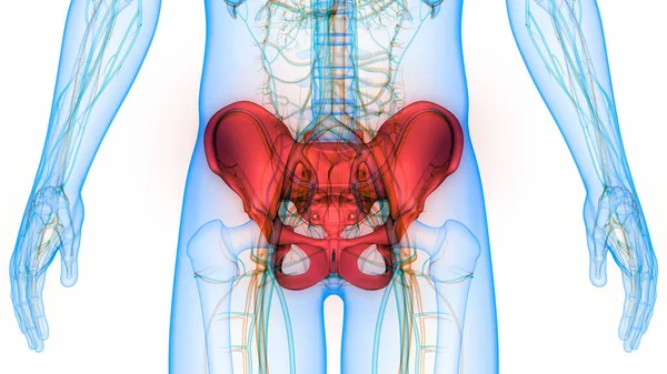 Sistema Esquelético Humano Pelvis Articulaciones Óseas Anatomía — Foto de Stock