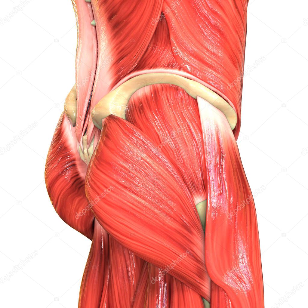 Human Body Muscular System Muscles Anatomy. 3D