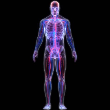 İnsan Dolaşım Sistemi Atardamarları ve Damarlar Anatomisi. Üç Boyut