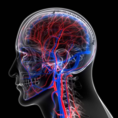 İnsan Dolaşım Sistemi Atardamarları ve Damarlar Anatomisi. Üç Boyut