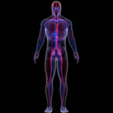 İnsan Dolaşım Sistemi Atardamarları ve Damarlar Anatomisi. Üç Boyut
