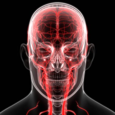 İnsan Dolaşım Sistemi Atardamarları ve Damarlar Anatomisi. Üç Boyut