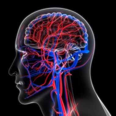 İnsan Dolaşım Sistemi Atardamarları ve Damarlar Anatomisi. Üç Boyut