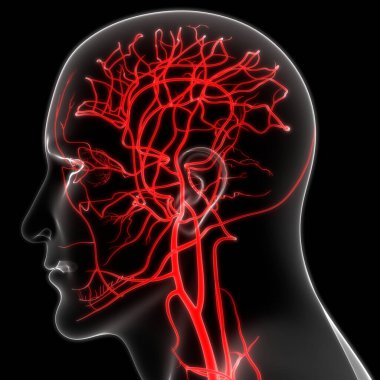 İnsan Dolaşım Sistemi Atardamarları ve Damarlar Anatomisi. Üç Boyut