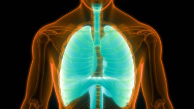 İnsan Solunum Sistemi Akciğerleri Anatomisi. Üç Boyut