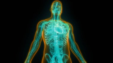 İnsan Dolaşım Sistemi Kalp Anatomisi. Üç Boyut
