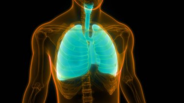 İnsan Solunum Sistemi Akciğerleri Anatomisi. Üç Boyut