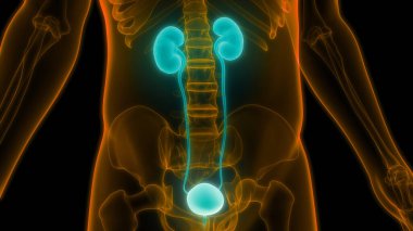 İnsan İdrar Sistemi Böbrekleri Anatomisi. Üç Boyut