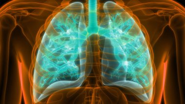 İnsan Solunum Sistemi Akciğerleri Anatomisi. Üç Boyut
