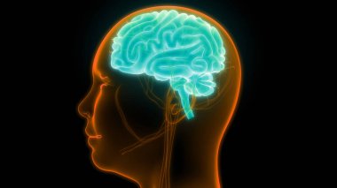 İnsan Sinir Sistemi Beyin Anatomisi Merkezi Organı. Üç Boyut