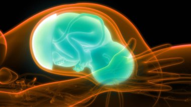 Anatomideki insan fetüs bebeği. Üç Boyut