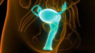 Sinir sistemi ve idrar kesesi anatomisi olan kadın üreme sistemi. Üç Boyut